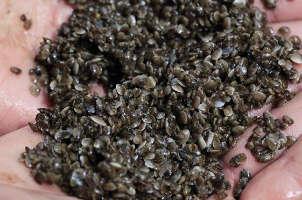 Internationale Schelpdier conferentie