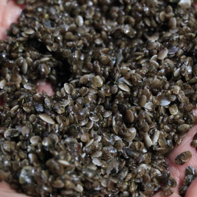 Internationale Schelpdier conferentie